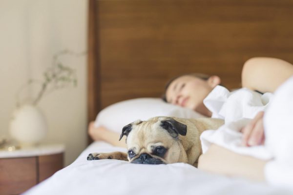 dog and woman on soft ecofriendly mattress